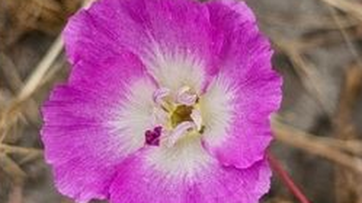 Arroyo Grande property owners settled a lawsuit for $165,000 after their construction activities threatened the Pismo clarkia, an endangered flower, the San Luis Obispo County District Attorney’s Office announced on Jan. 15, 2025.