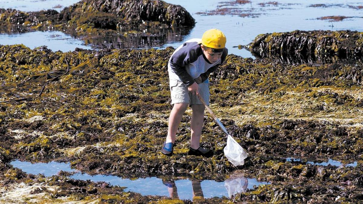 Joe Barnes, 7, of Thousand Oaks checks out the tide pools at Corallina Cove in Montana de Oro State Park.