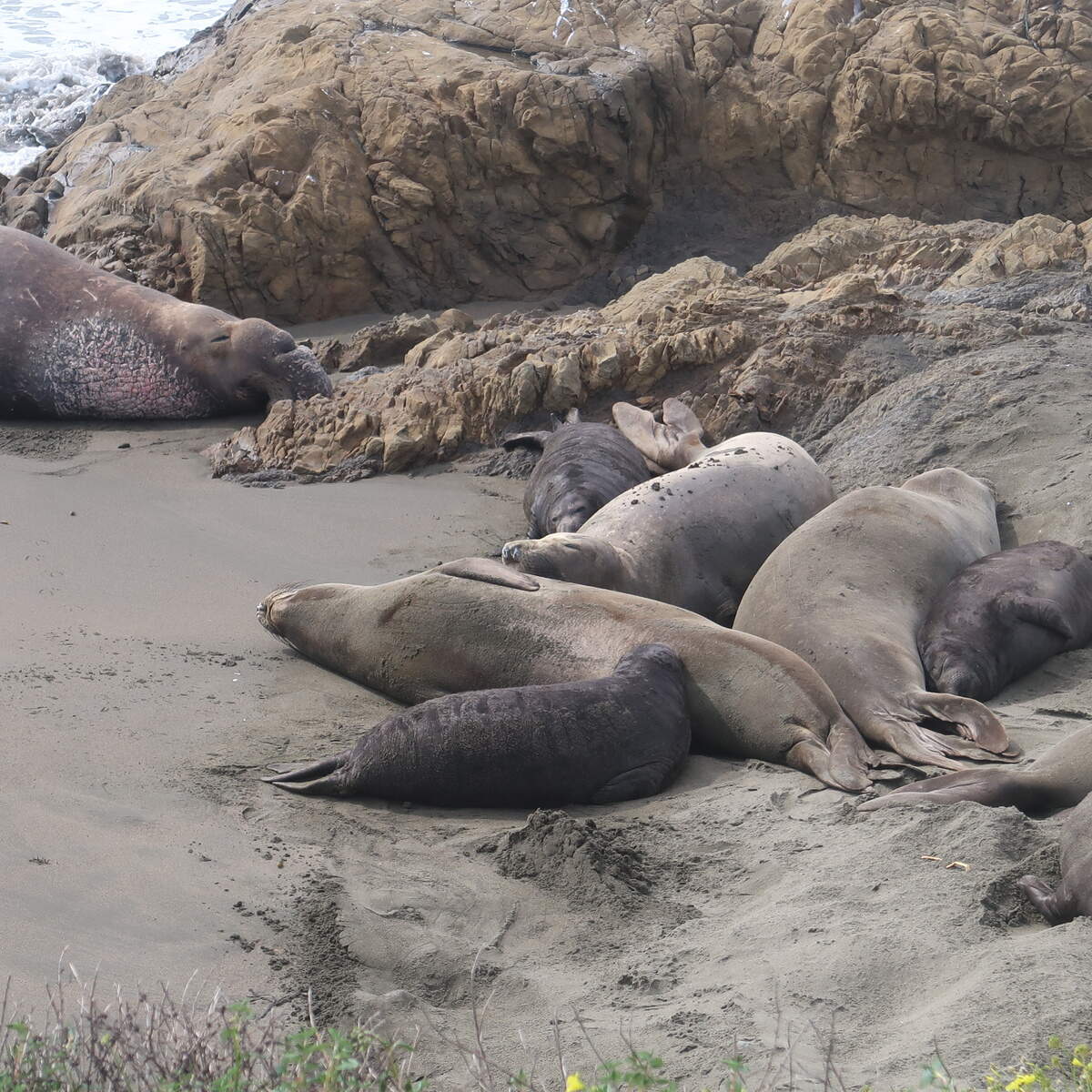 These fat pupsat the Piedras Blancas rookery in San Luis Obispo County are molting their black neonatal coats. They are ready to wean. Their mothers are thin compared to their fat pups.