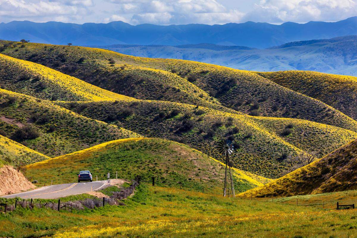 Colorful wildflowers carpeted the hills of the Temblor Range on the Carrizo Plain in 2025.