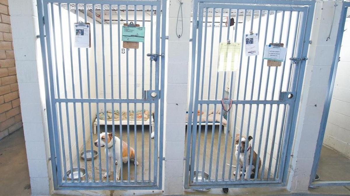 The county animal shelter, built in the 1970s on an old Camp San Luis Obispo landfill is showing its age. Dogs await adoption in a 2015 photo.