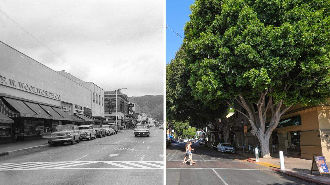 Then-and-now photos: See how trees completely changed the look of downtown SLO