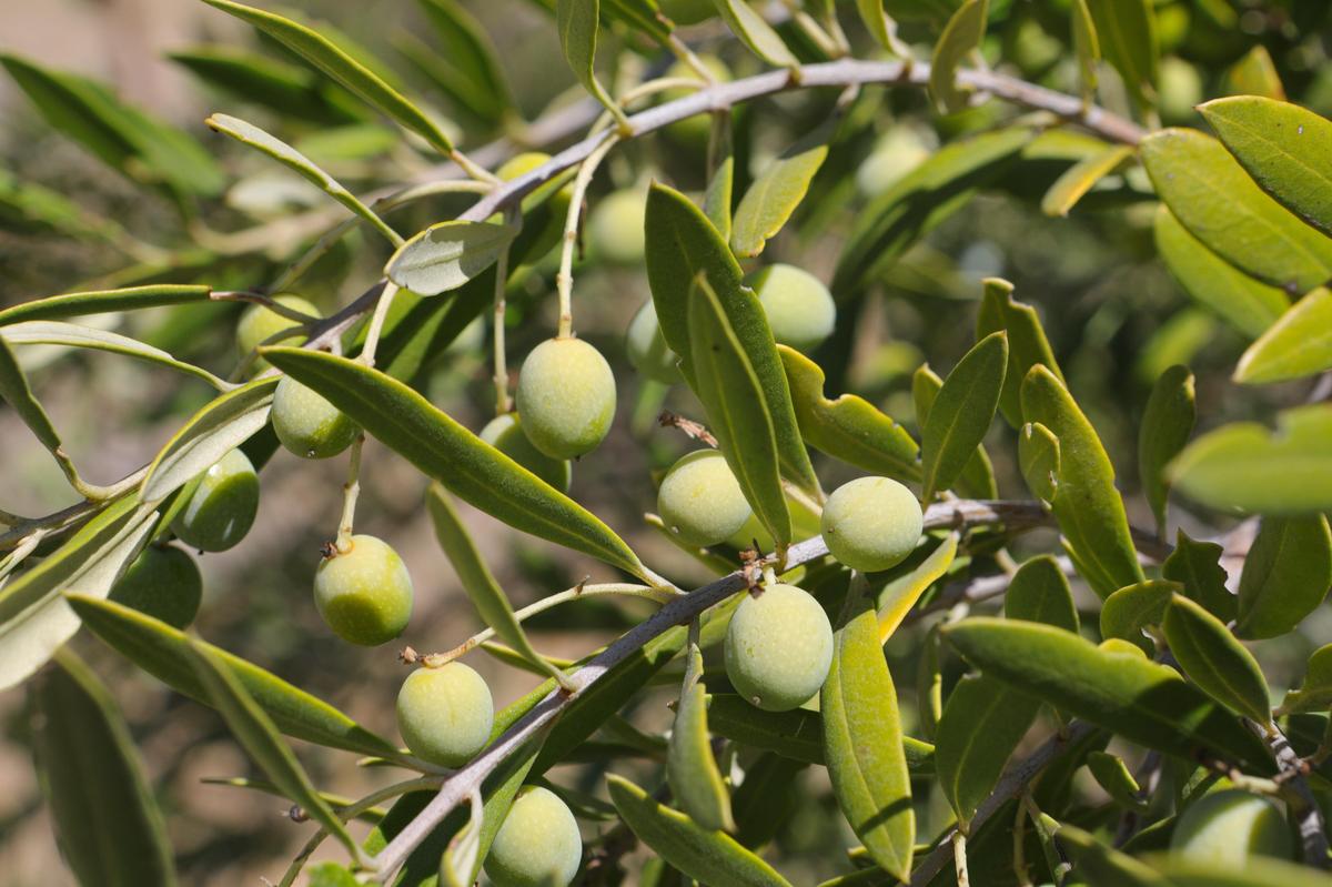 Olives ripen on a tree at The Groves on 41, a family farm and event space near Templeton.