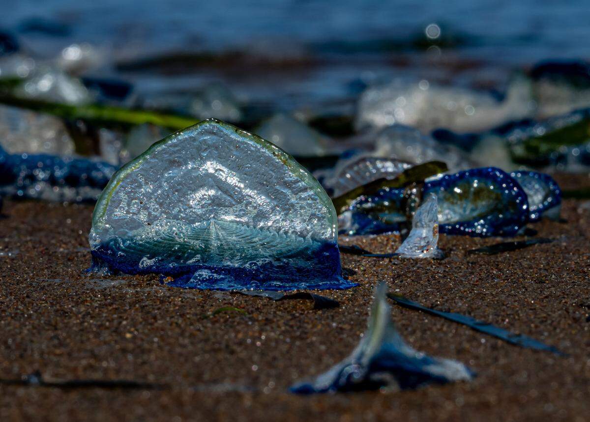 Spring winds blew velella velella onto Morro Bay beaches in April 2025.