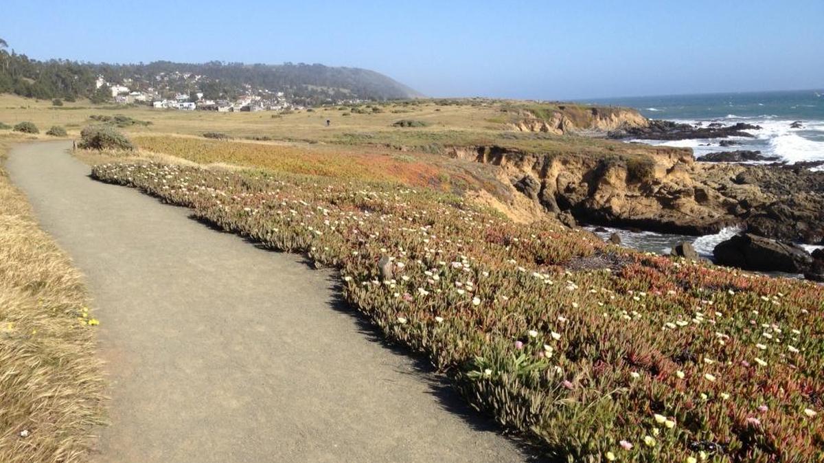 View south along the bluff at Cambria’s Fiscalini Ranch Preserve.

Photo by Joe Tarica
