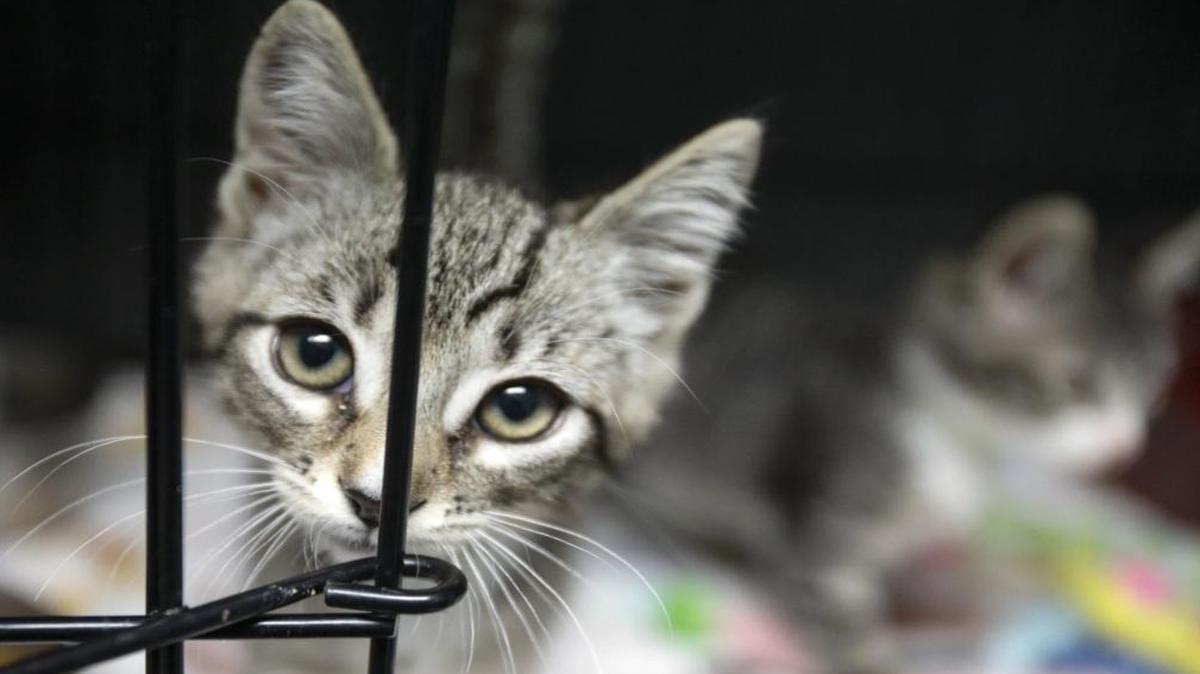 Cat owners in San Luis Obispo County have a chance to get their feline friend neutered or spayed for $5 until June 30, thanks to a partnership between Woods Humane Society and San Luis Obispo County Animal Services.