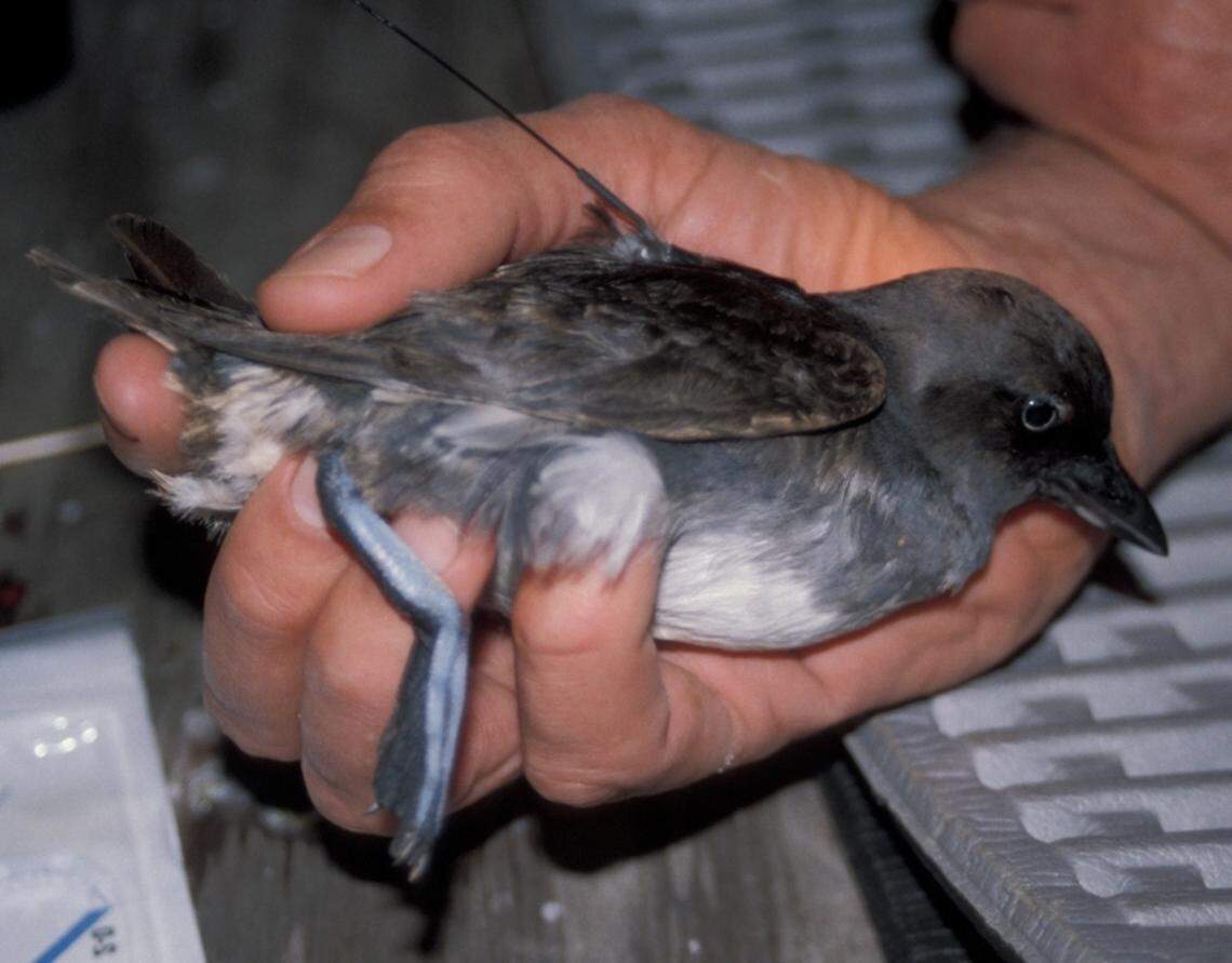 Cassin’s auklet with a radio transmitter attached for a study in the Channel Islands.