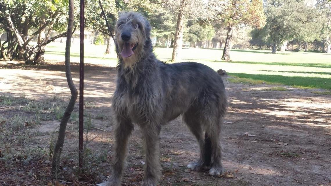 This Irish wolfhound, Faith, was diagnosed with valley fever at Atascadero Pet Hospital and Emergency Center in the mid-2000s.