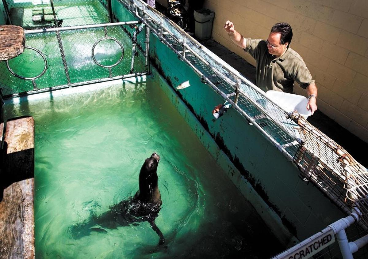In this 2013 file photo, Morro Bay Aquarium’s John Alcorn feeds Rames, then one of three sea lions at the facility.