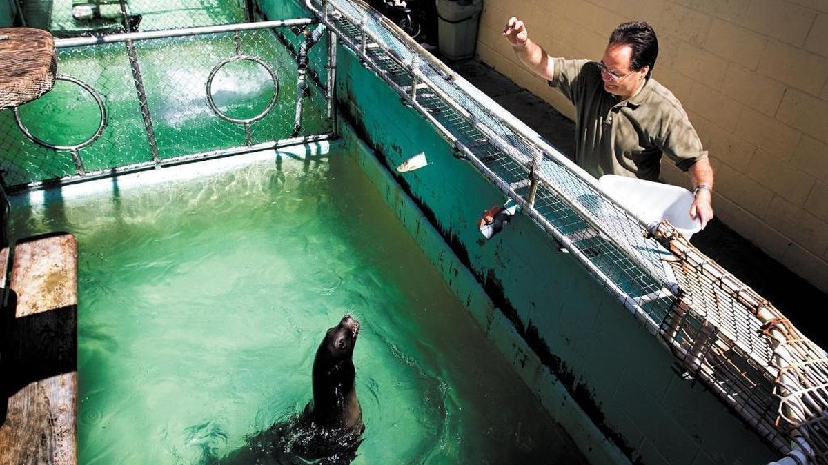 In this 2013 file photo, Morro Bay Aquarium’s John Alcorn feeds Rames, then one of three sea lions at the facility.