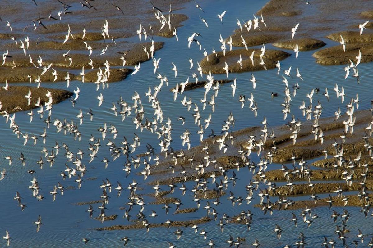 A flock of willets fly above the Morro Bay Estuary.