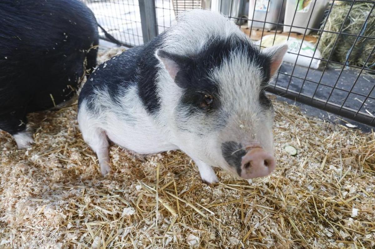 Marilu Elder has a mini-pig rescue in Atascadero. She wants the city to recognize these pigs as pets instead of livestock.