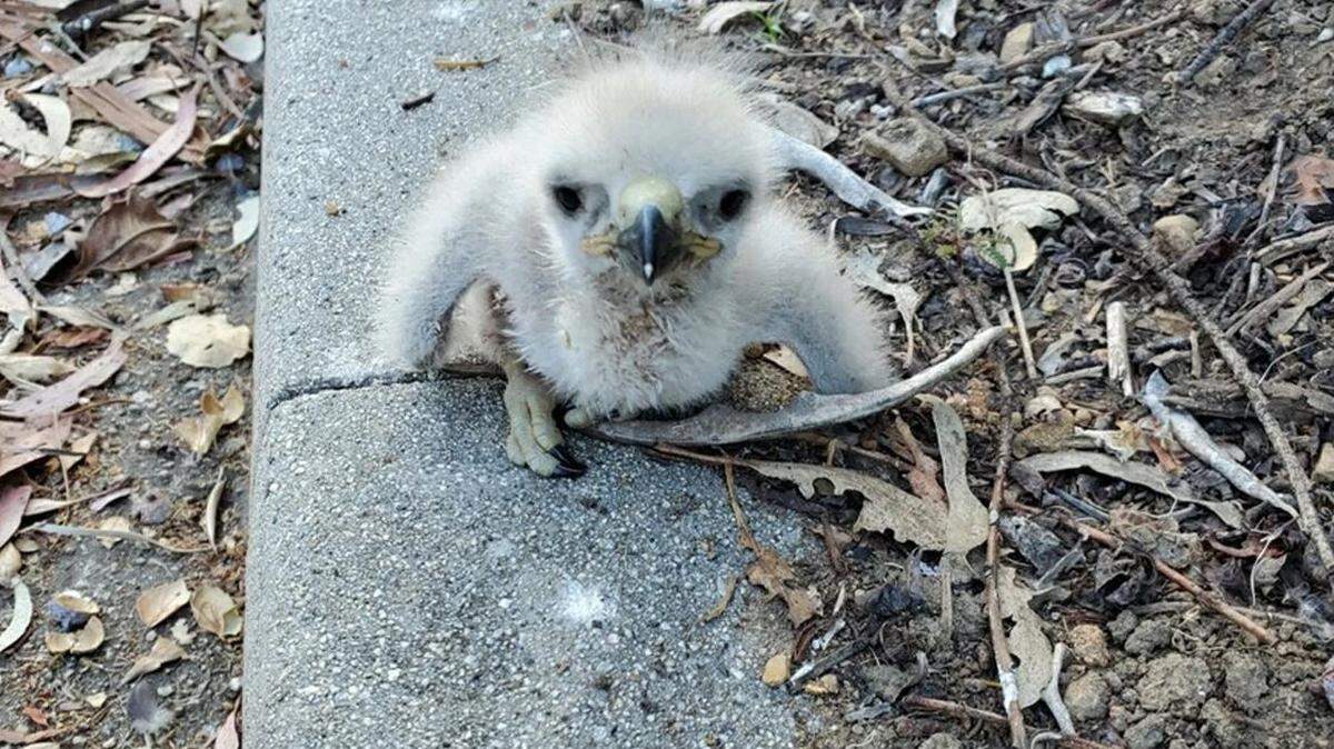 A baby red-tailed hawk fell nearly 90 feet from a eucalyptus tree, but sustained no injuries and was able to be re-nested.