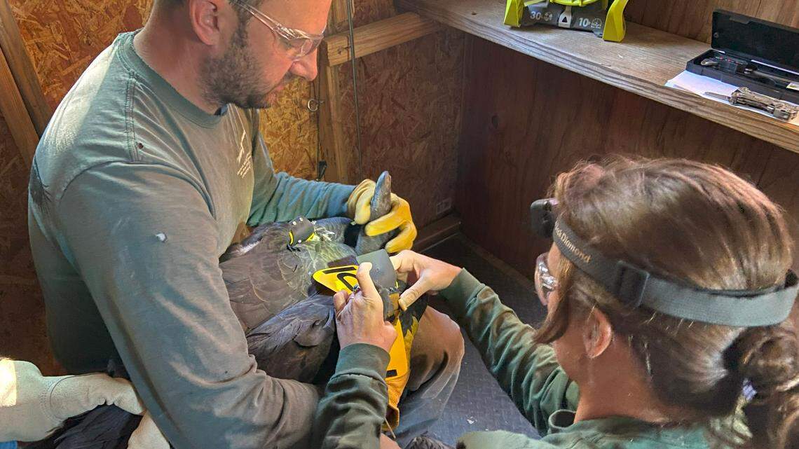 Ventana Wildlife Society condor biologists Darren Gross and Kara Fadden attach tags to juvenile condors in preparation for their release into the wild in November 2024.