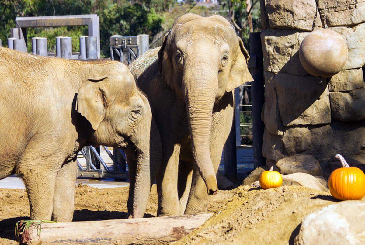 Sujatha, right, is pictured with her companion, Little Mac, in February 2017. Sujatha was euthanized Tuesday night at the age of 47 following a rapid health decline.