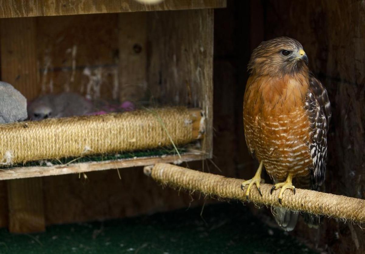 Fiona, a red-shouldered hawk with a wing disability, has taken on a new role as a surrogate mother. Here, she watches over her two chicks, left.