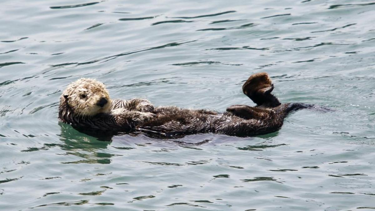 This graying sea otter was content to pose for tourists recently near the South T Pier dock in Morro Bay.