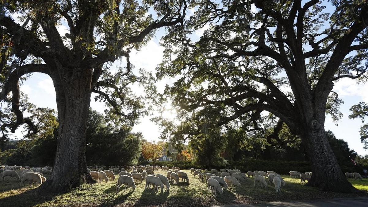 Sheep graze south of Vineyard Drive near Templeton.