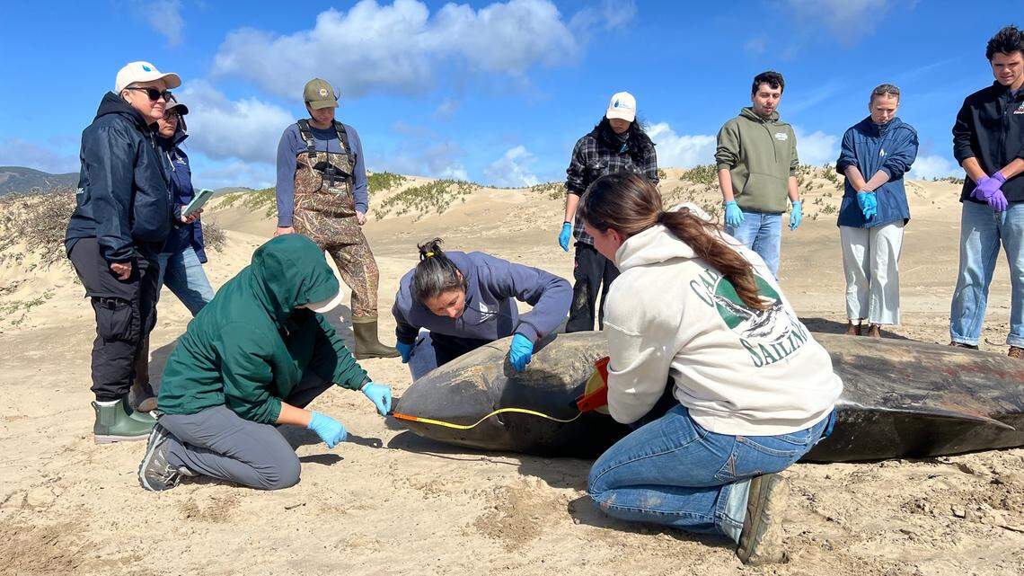 Researchers with the Marine Mammal Center and the Channel Islands Cetacean Research Unit performed a necropsy on a pygmy sperm whale on Feb. 14, 2025. 