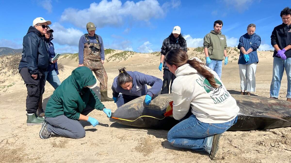 Researchers with the Marine Mammal Center and the Channel Islands Cetacean Research Unit performed a necropsy on a pygmy sperm whale on Feb. 14, 2025. 