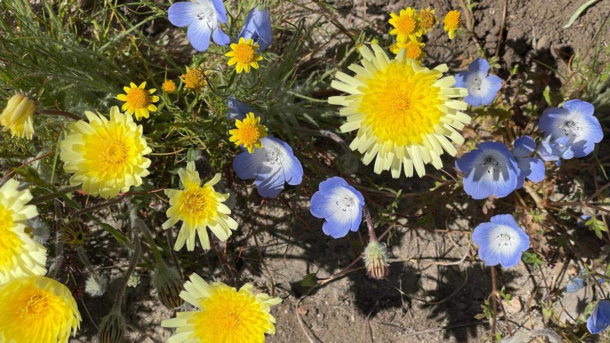 Baby blue eyes, California desert dandelions and tiny California goldfields bloom together off Shell Creek Road on April 10, 2023.
