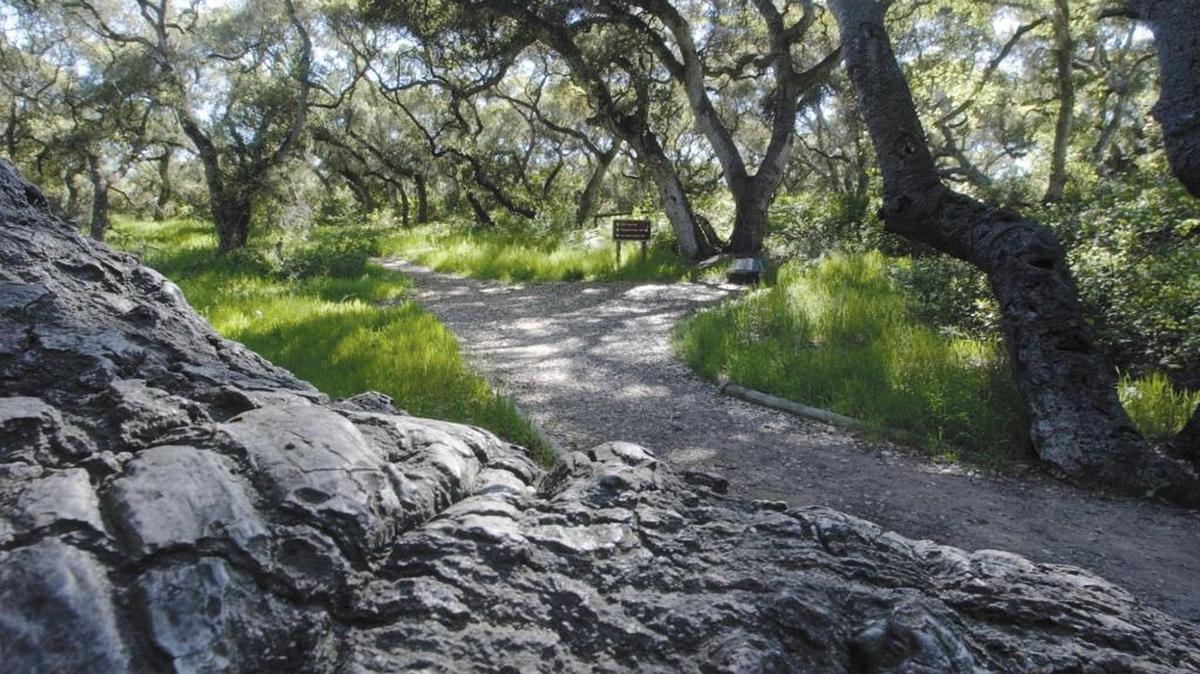 Trails invite the hiker at the Los Osos Oak Peserve off of Los Osos Valley Road.