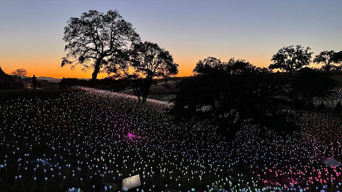 An orange twilight sky silhouettes the oak trees at Sensorio’s Field of Lights in Paso Robles.