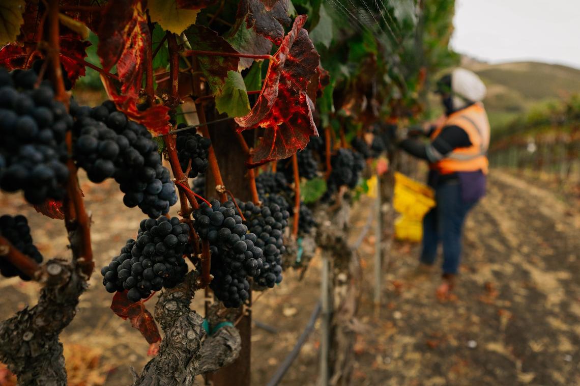Workers harvest pinot noir grapes at a vineyard in Arroyo Grande.