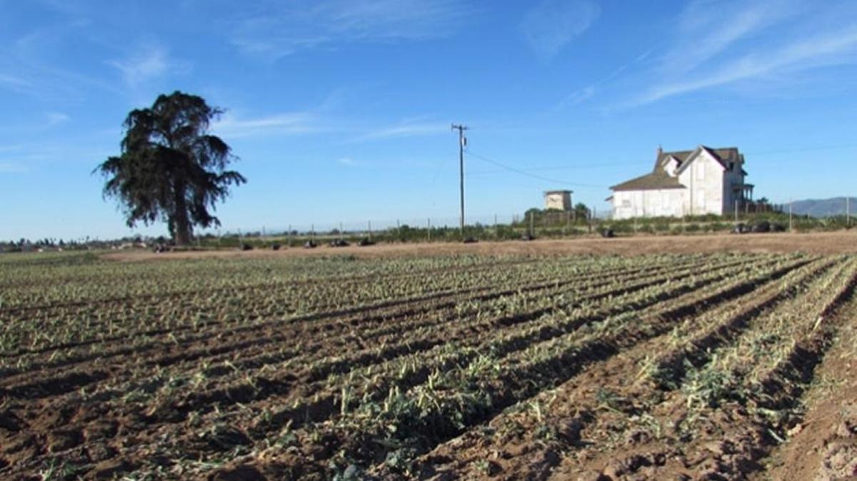 A proposed 113-acre development near Betteravia Road and Highway 101 in Santa Maria would replace these agricultural fields. The historic Enos home at the site would be relocated to a proposed park.
