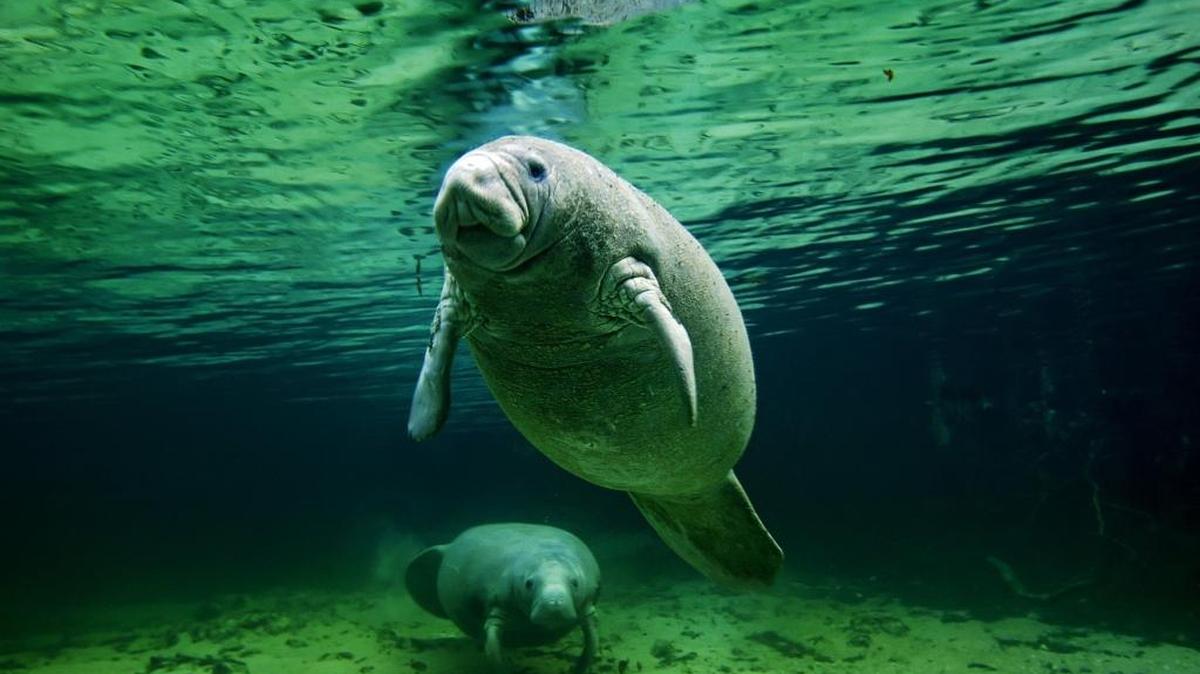 A manatee and her calf lounge in western Florida’s Crystal River. The city has turned to the animals as a tourist attraction as it looks to boost its economic base following the closure of the Crystal River Nuclear Plant.