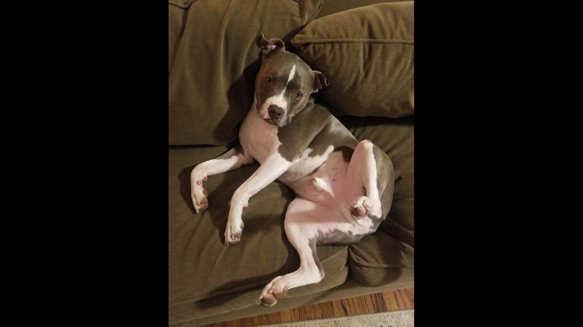 Nick Regalia and Riley Manford’s dog Bubbers died after being shot by a San Luis Obispo police officer responding to a burglary report in September 2019.