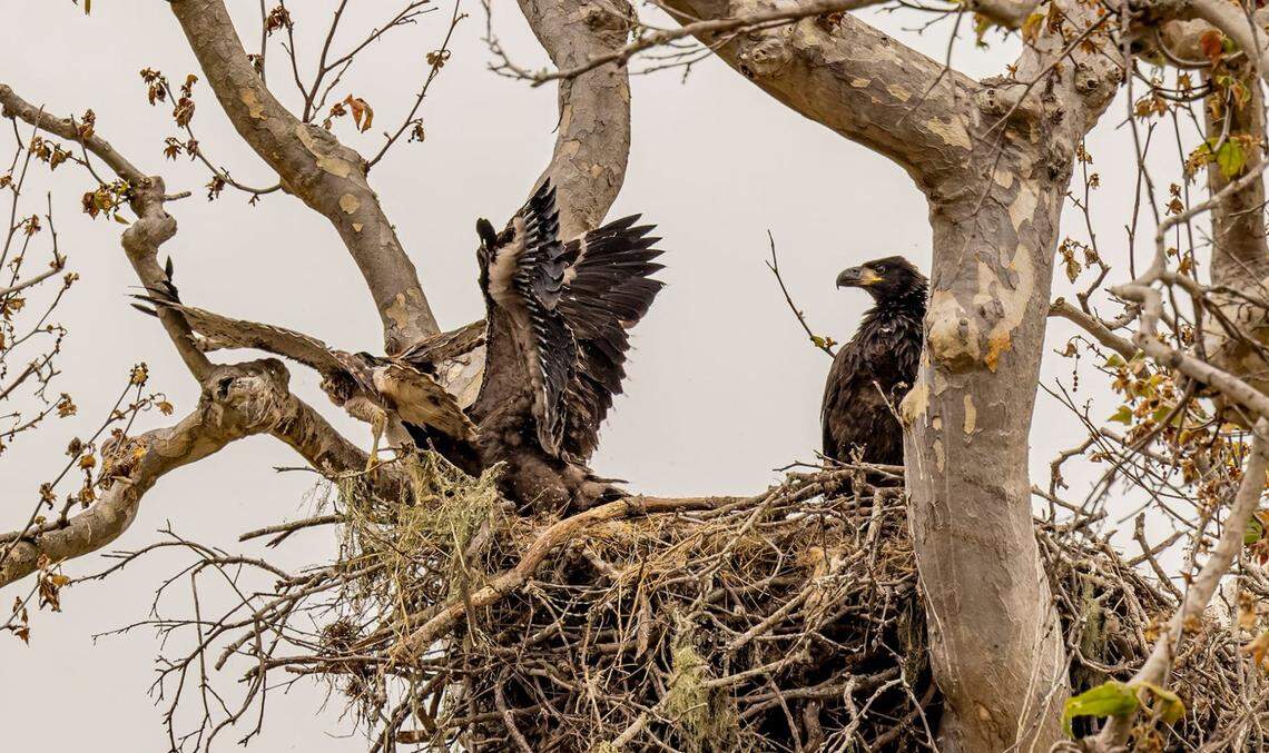 An eaglet chases a young red-tailed hawk out of its nest in San Simeon on June 8, 2024. The hawk fell into branches below and was rescued by observers.