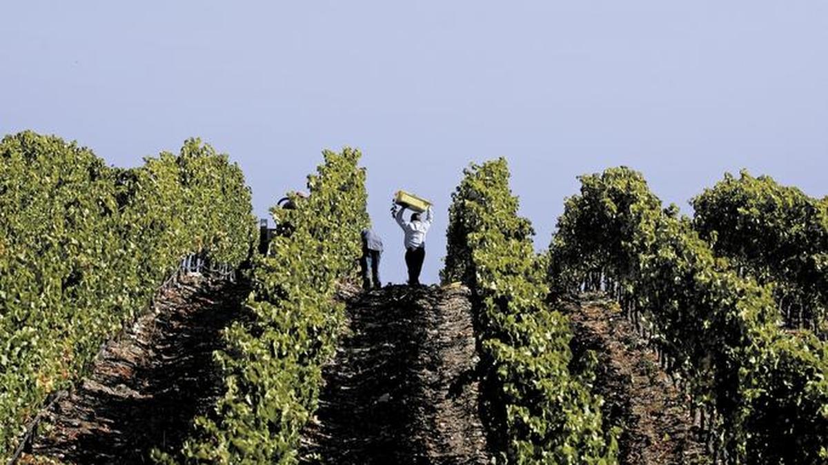 Farmworkers, like these harvesting wine grapes in Paso Robles, will face increased health risk as the frequency of 90-degree days increases.