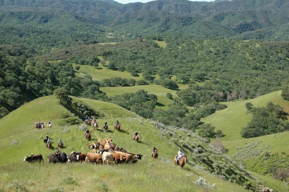 The Sinton family still runs cattle on the Avenales Ranch near Pozo in eastern San Luis Obispo County. The family negotiated an easement to preserve the 12,284-acre ranch.