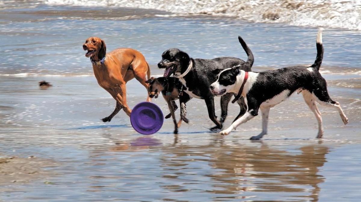 Dogs play in the surf at Avila Beach. The harbor district is reconsidering its rules for dogs on beaches after several complaints have surfaced regarding pet behavior on the beaches.