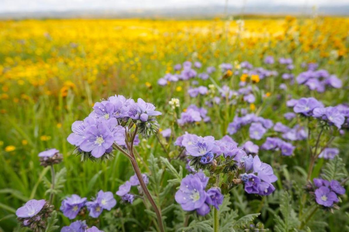 Wildflowers fill a field next to Soda Lake Road in the Carrizo Plain National Monument in March 2017. A wildflower superbloom could be coming to San Luis Obispo County in the spring of 2019.