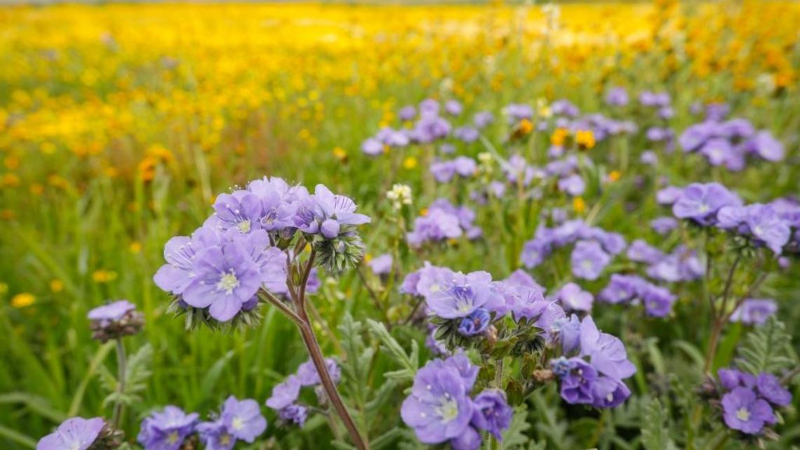 Wildflowers fill a field next to Soda Lake Road in the Carrizo Plain National Monument in March.