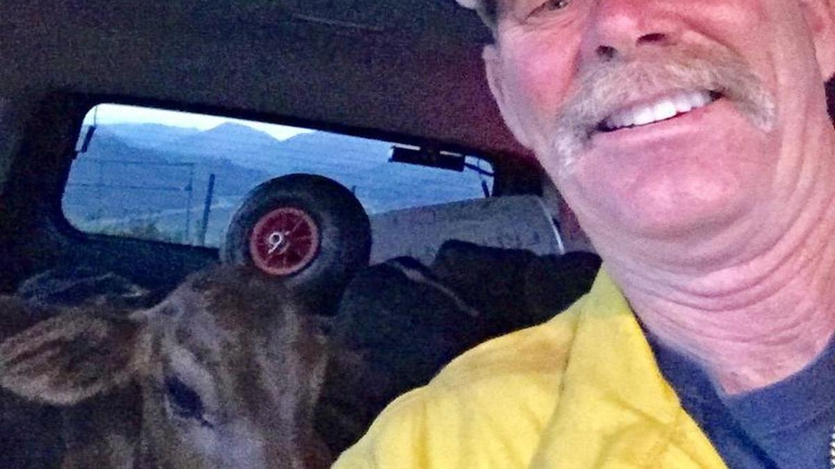 A Cal Fire photo shows the rescued calf getting a ride from a firefighter out of the Alamo Fire burn area.