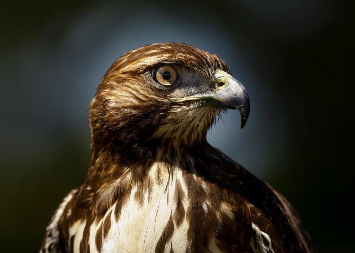 Air Force veteran Jason Holland has a red-tailed hawk named Honey.