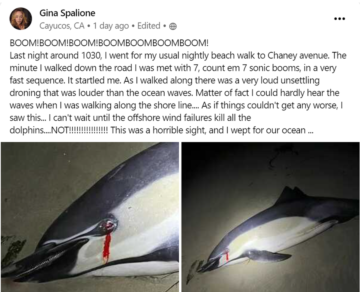 A dead dolphin washed up on the beach in Cayucos, California over the weekend, a person posted on Nextdoor on Monday, Aug. 6, 2024.