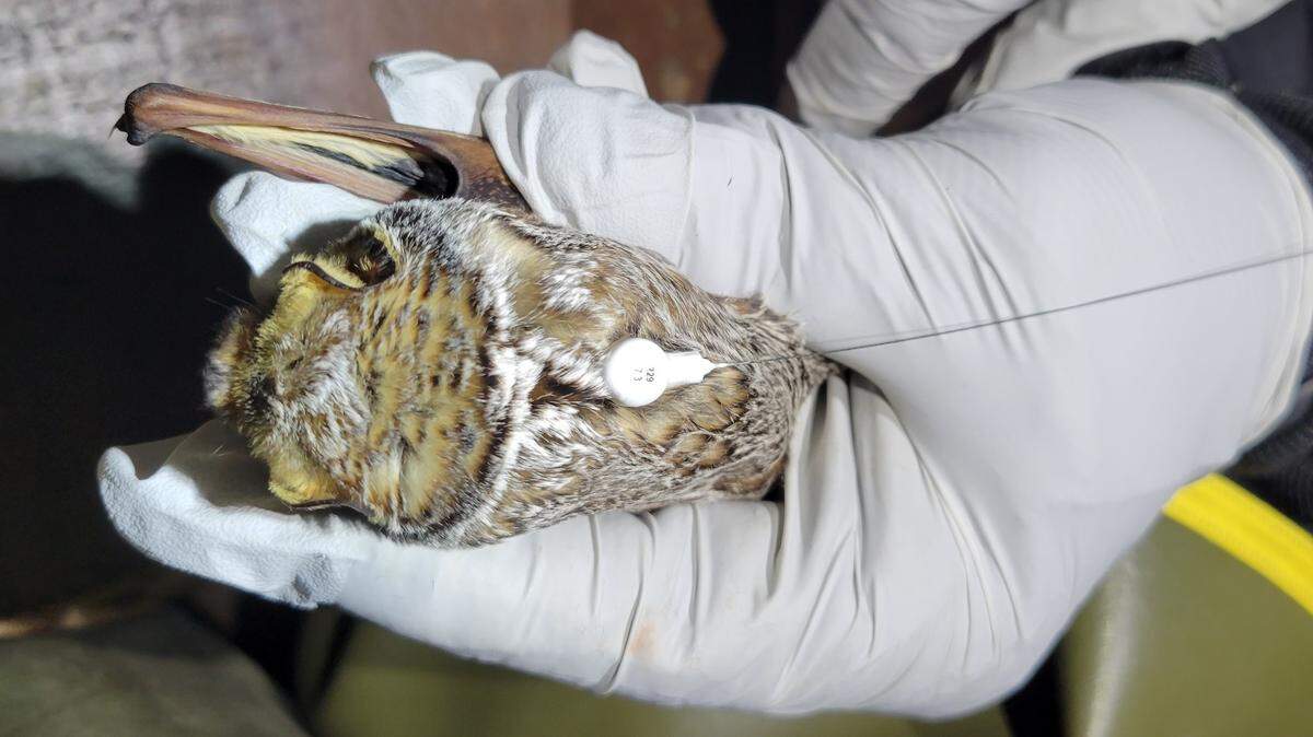 Hoary bat with a Motus tag. 