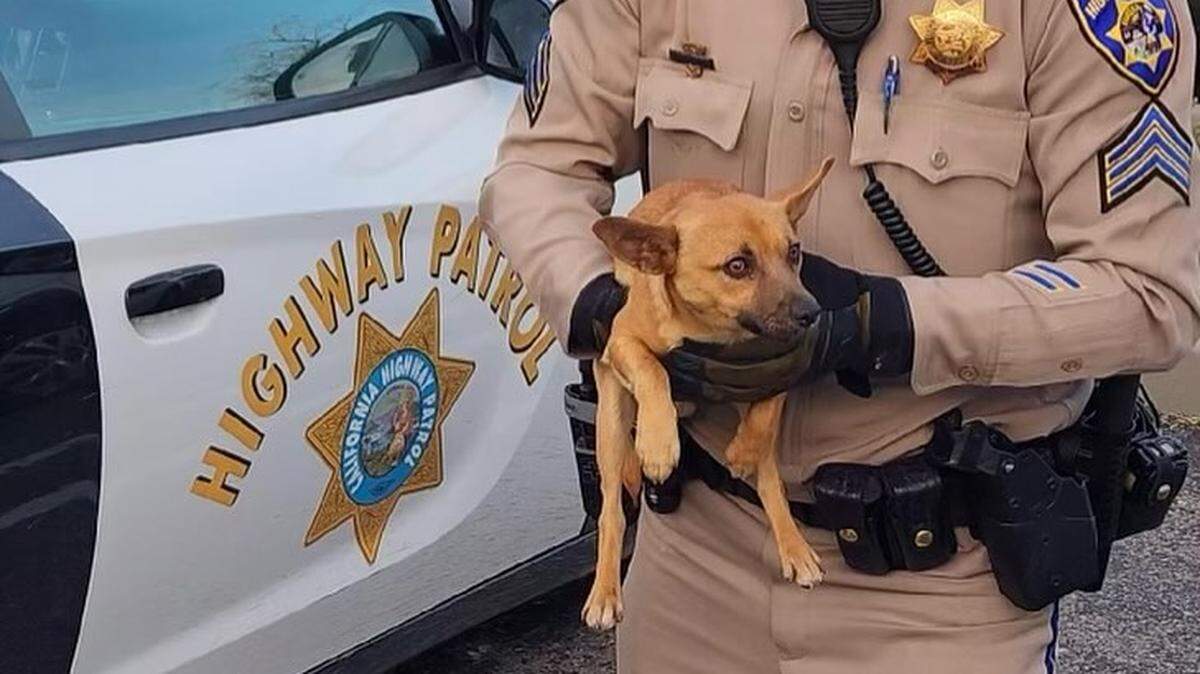 California Highway Patrol officers successfully wrangled a wayward dog on Highway 101 near Main Street Monday, Sgt. Dylan Youngblood holds the rescued canine.