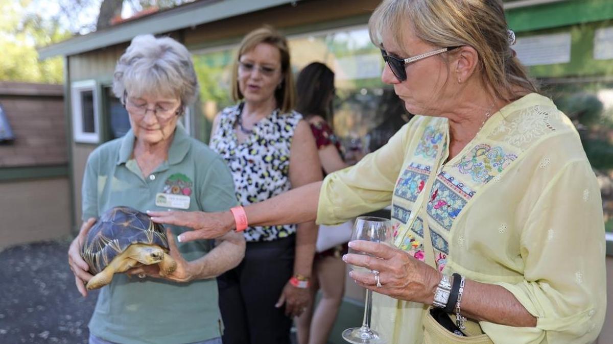 Susie Lilley of Atascadero gently pets a radiated tortoise held by Charles Paddock Zoo volunteer Deb Sherry on Saturday at the Atascadero Lakeside Wine Festival. Behind her is Julie Fallon, also of Atascadero.
