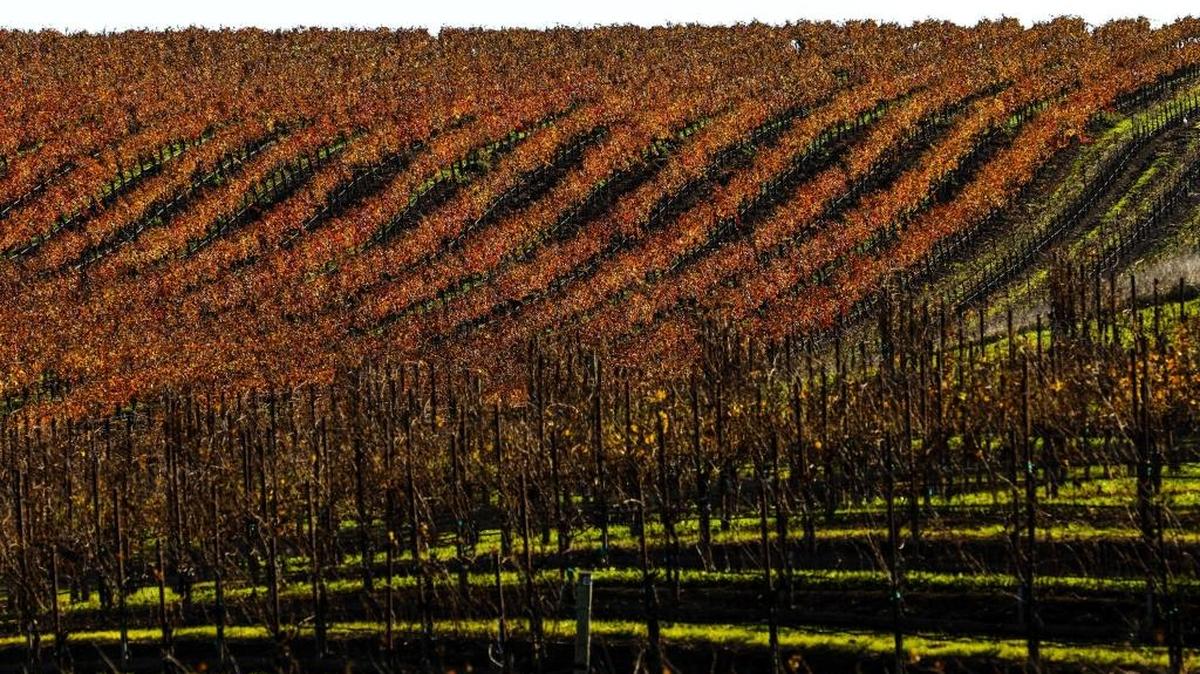 The vines at Paragon Vineyard on Orcutt Road near San Luis Obispo show off their winter colors.