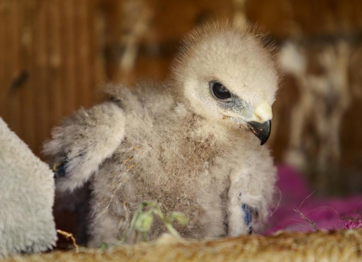 A chick peeks out from its nest, where it and another chick are being fostered by Fiona, a red-shouldered hawk with a wing disability.