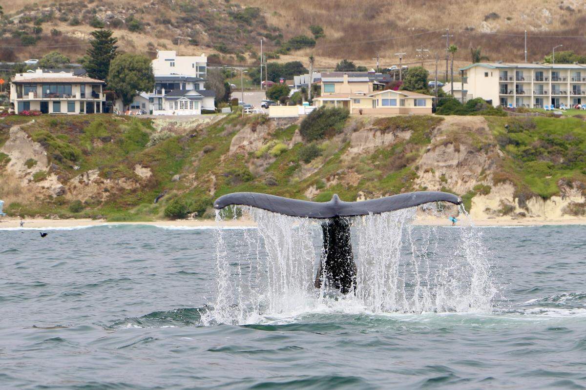A humpback whale surfaces off Pismo Beach on Friday, July 12, 2024.