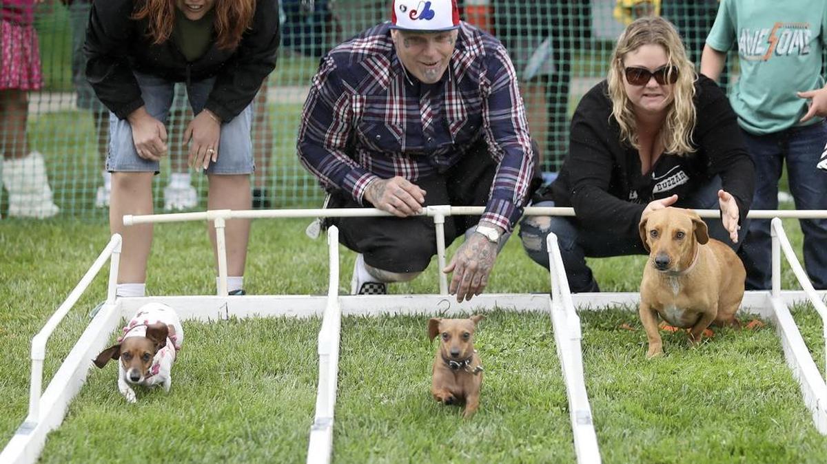 Participating in the first weiner dog race was, from left, Boo, handled by Tiffany Linsday; Polly Piddepants, handled by owner Jason Smith; and Buster, far right.