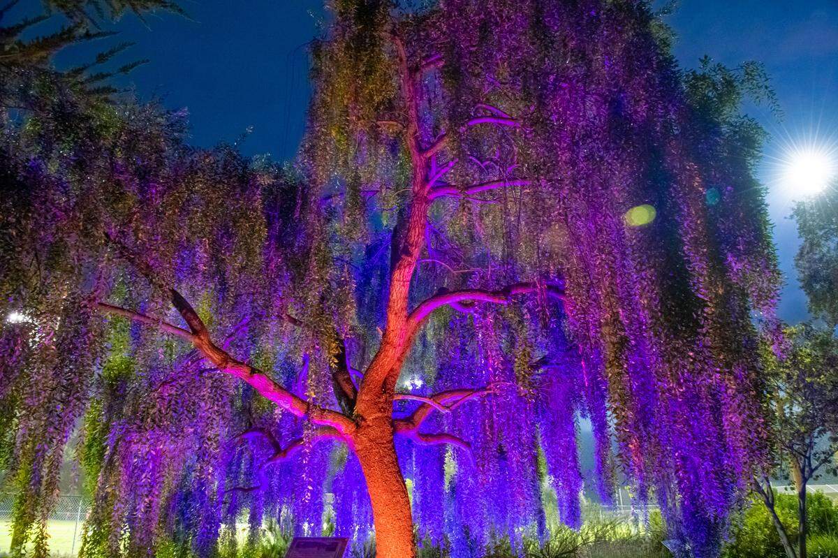 The San Luis Obispo Botanical Garden will launch Nature Nights in November, featuring large-format light projections by artist&nbsp;Bryn Forbes, illuminated wire sculptures by&nbsp;Michael Reddell&nbsp;and artistic lighting of garden areas by artist Kody Cava.