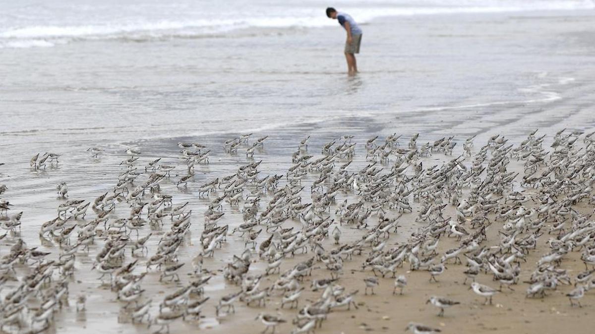 Sanderlings at the Oceano Dunes State Vehicular Recreation Area rush in and out of the waves on a warm Easter Sunday while Salvador Melendez, 12, of Lompoc walks nearby.