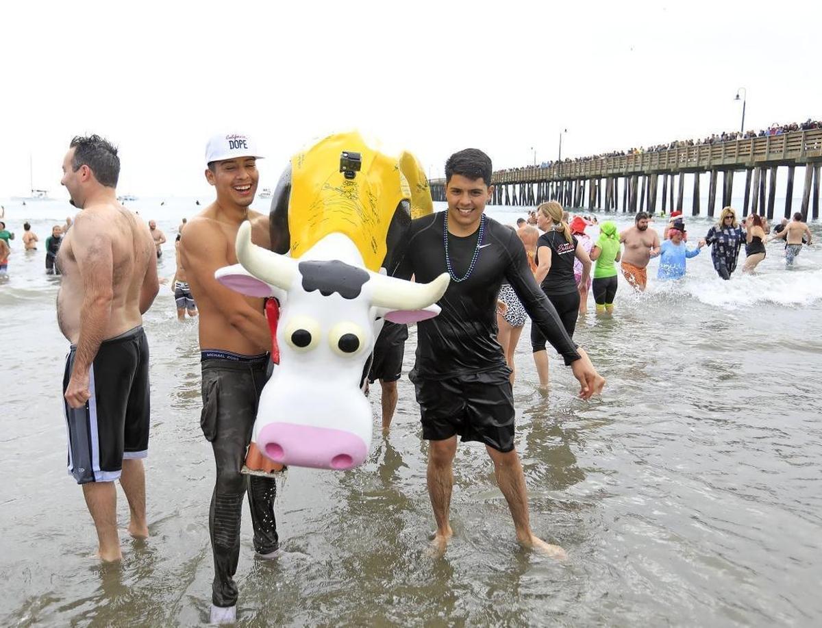 The annual Carlin Soulé Memorial Polar Bear Dip in Cayucos on Sunday, Jan. 1, 2017. Alan Chavez, left, and Alan Chavez, of Los Angeles, help bring in the “Adventure Cow” from its Polar Bear Dip.